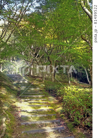 奥須磨公園の森林浴 木漏れ日の階段のイラスト素材