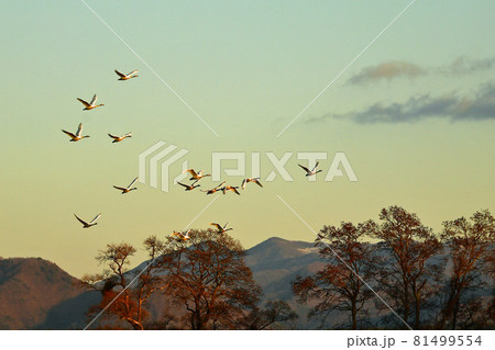 猪苗代の白鳥 81499554