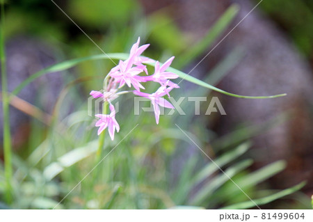 ツルバキアの花 ツルバキアの花 81499604