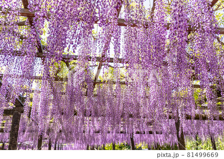 愛知県津島市の天王川公園の藤棚 81499669