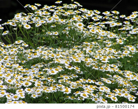 フィーバーフュー フィーバーフュー 81500174