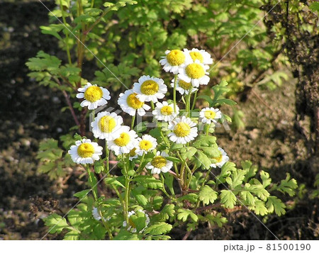 フィーバーフュー フィーバーフュー 81500190