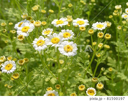 フィーバーフュー フィーバーフュー 81500197