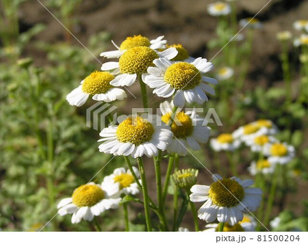 フィーバーフュー 81500204