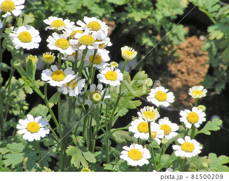 フィーバーフュー 81500209