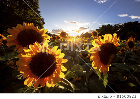 長居公園のひまわり 81500823