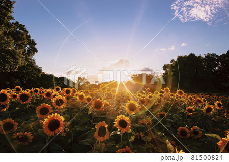 長居公園のひまわり 長居公園のひまわり 81500824