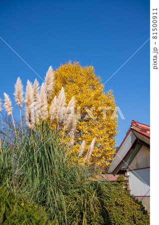 秋の七草寺　道光寺　秋の風景　紅葉の季節　　 81500911