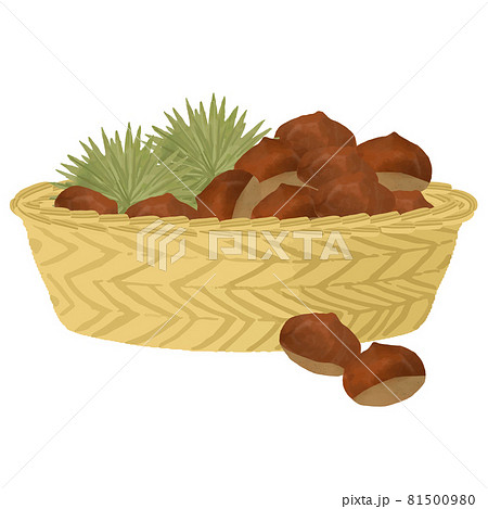 秋の味覚 いがつき栗のカゴ盛りベクターイラスト 81500980