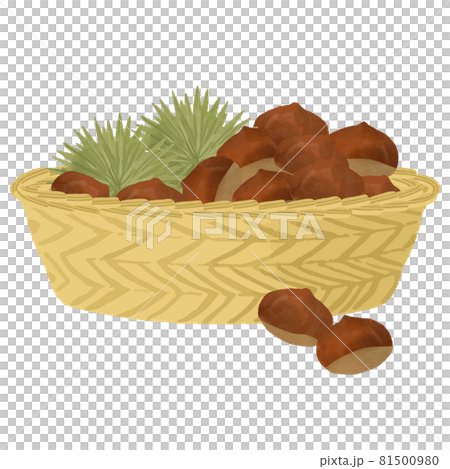 秋の味覚 いがつき栗のカゴ盛りベクターイラスト 81500980