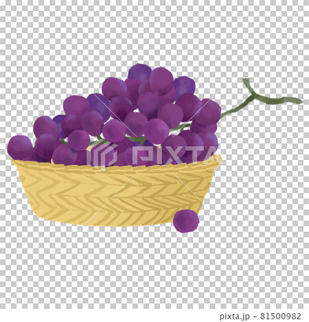 紫色のぶどうのカゴ盛り ベクターイラスト 紫色のぶどうのカゴ盛り ベクターイラスト 81500982