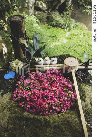 楊谷寺の花手水 楊谷寺の花手水 81501108
