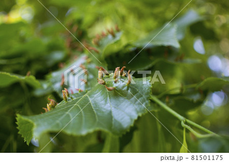 Lime leaves affected Linden gall mite Eriophyes tiliae Lime leaves affected Linden gall mite Eriophyes tiliae 81501175