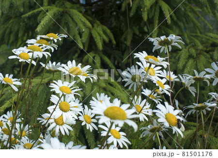 Blooming daisies in the sun on a blurry background of grass 81501176