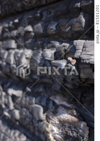 Natural fire ashes with dark grey black coals texture. It is a flammable black hard rock. copyspace 81501201