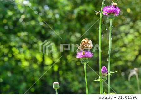 アザミの花の蜜を美味しそうに吸うヒョウモンチョウ＠長野 81501596
