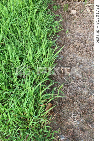 農地用除草剤を散布した部分と散布していない部分の比較画像 81501723