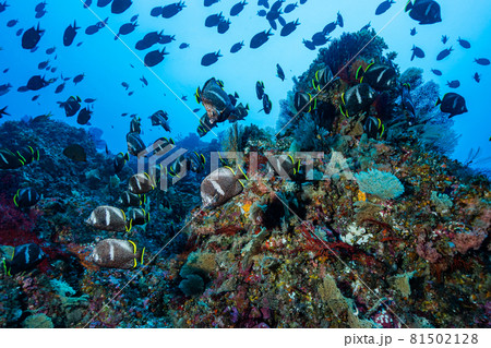 ユウゼンの群れ 81502128