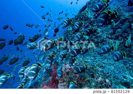 ユウゼンの群れ 81502129