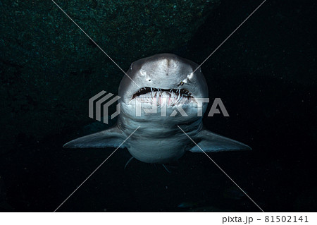 小笠原のシロワニ 小笠原のシロワニ 81502141