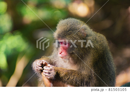 View of wild Yakushima Macaque monkey in Yakushima island, Japan View of wild Yakushima Macaque monkey in Yakushima island, Japan 81503105