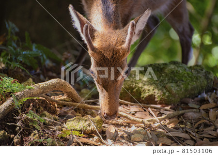 View of wild Yakushima spotted sika deer or Cervus nippon yakushimae in Yakushima Island, Japan 81503106