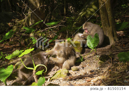 View of wild Yakushima Macaque monkeys in Yakushima island, Japan 81503154