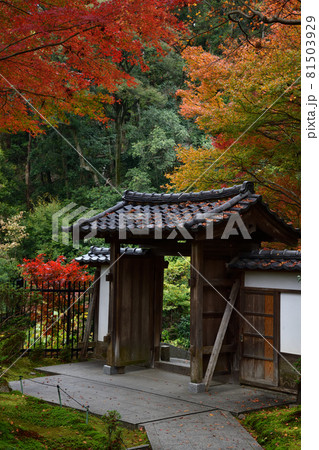 清閑寺の紅葉 81503929