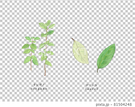 牛至和月桂樹手繪水彩 81504248