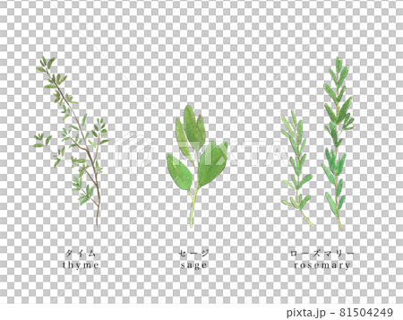 ローズマリーとセージとタイム 手描き水彩 ローズマリーとセージとタイム 手描き水彩 81504249