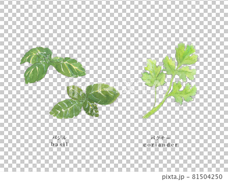 Basil and coriander hand-painted watercolor 81504250