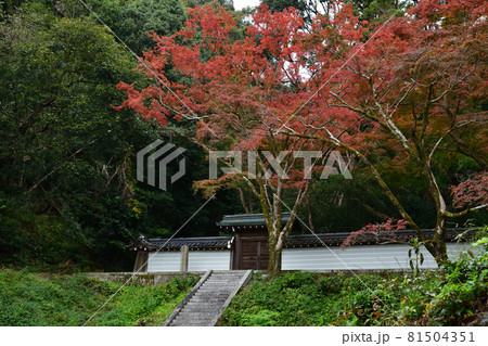 清閑寺の紅葉 81504351