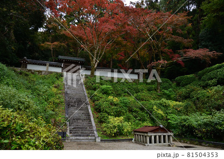 清閑寺の紅葉 81504353
