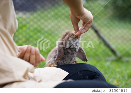 Cute rabbit eating pellet food from owner woman hand. Hungry rabbit eating food in the meadow. Owner feeding food to her rabbits. Friendship with easter bunny. Cute rabbit eating pellet food from owner woman hand. Hungry rabbit eating food in the meadow. Owner feeding food to her rabbits. Friendship with easter bunny. 81504615