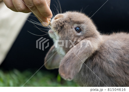 Cute rabbit eating pellet food from owner woman hand. Hungry rabbit eating food in the meadow. Owner feeding food to her rabbits. Friendship with easter bunny. Cute rabbit eating pellet food from owner woman hand. Hungry rabbit eating food in the meadow. Owner feeding food to her rabbits. Friendship with easter bunny. 81504616
