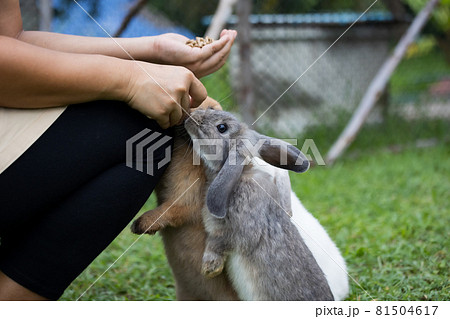 Cute rabbit eating pellet food from owner woman hand. Hungry rabbit eating food in the meadow. Owner feeding food to her rabbits. Friendship with easter bunny. Cute rabbit eating pellet food from owner woman hand. Hungry rabbit eating food in the meadow. Owner feeding food to her rabbits. Friendship with easter bunny. 81504617