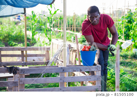 African american farm owner with bucket of ripe vegetables in garden 81505100