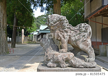 野田市散歩：香取神社　狛犬 81505475