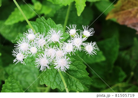 涼しげな白いセイヨウフジバカマ 西洋藤袴 の写真素材