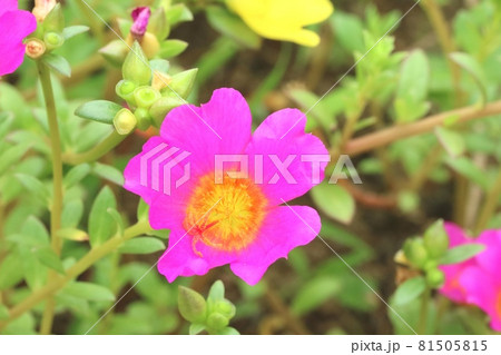 夏の暑さに負けず色鮮やかな花を咲かせるポーチュラカ 81505815