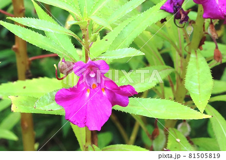 花の形がツリフネソウに似たホウセンカ（鳳仙花） 81505819
