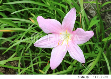 綺麗な花には毒がある サフランモドキの写真素材