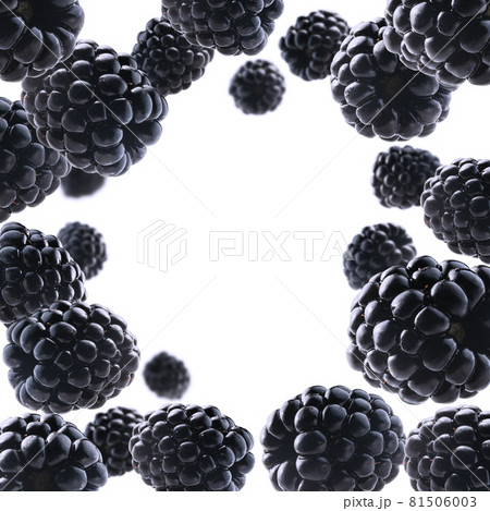 Ripe blackberries levitate on a white background Ripe blackberries levitate on a white background 81506003
