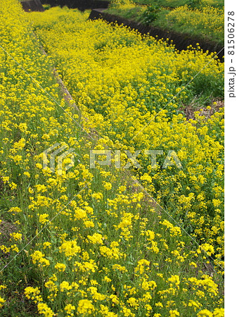 春を代表する満開の菜の花 春を代表する満開の菜の花 81506278