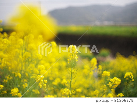 早春を飾る満開の菜の花 81506279