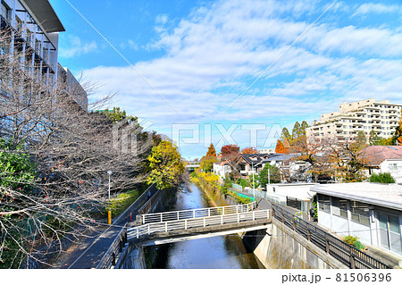 成城橋/仙川より上流方面を望む(東京都世田谷区)【2020.11】 成城橋/仙川より上流方面を望む(東京都世田谷区)【2020.11】 81506396