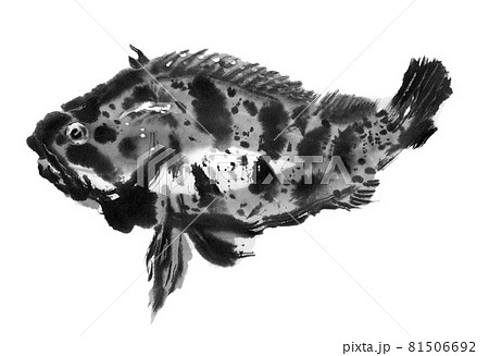 カサゴ カサゴ 81506692