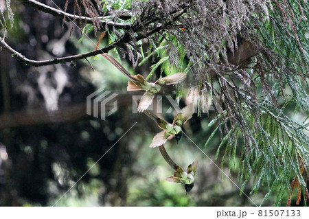 枝から飛び立つサンコウチョウ_3カット連写の合成_ 81507133