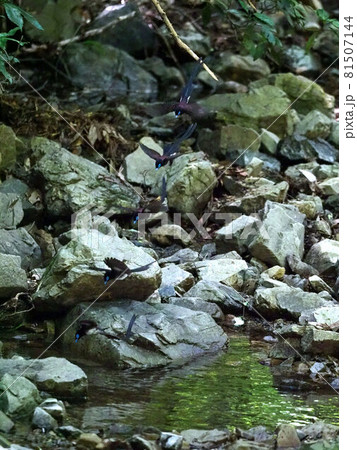 水浴びに飛び降りるサンコウチョウ_5カット連写の合成 81507144