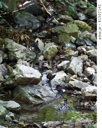 水浴び後、枝に戻るサンコウチョウ_8カット連写の合成 81507145